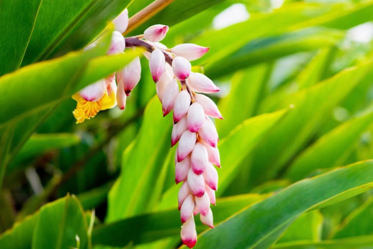 エリジアム入り月桃蒸留水ジェル講座